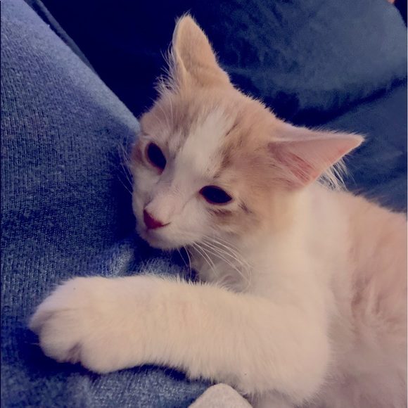 My Man Cat Niko! - Picture 9 of 11